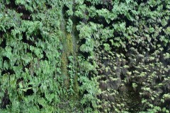 Fern Canyon || Prairie Creek Redwoods State Park, CA