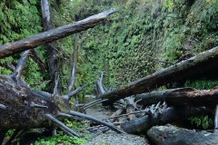 Fern Canyon || Prairie Creek Redwoods State Park, CA