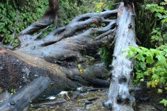 Fern Canyon || Prairie Creek Redwoods State Park, CA