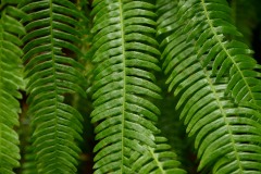 Ferns || Jedediah Smith Redwoods State Park, CA