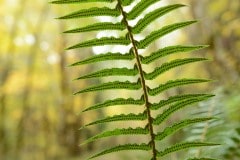 Ferns in Smith River National Recreation Area || California