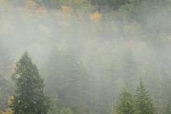 Fog in Smith River National Recreation Area || California