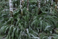Frozen Ferns || Lake Quinault, WA
