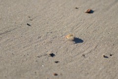 Ghost Shrimp at Ecola State Park || Cannon Beach, OR