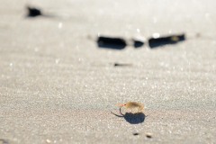 Ghost Shrimp at Ecola State Park || Cannon Beach, OR