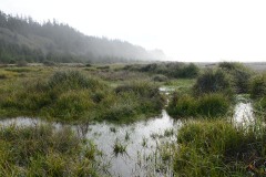 Gold Bluffs Beach || Prairie Creek Redwoods State Park, CA