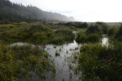 Gold Bluffs Beach || Prairie Creek Redwoods State Park, CA