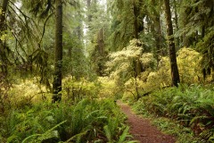 Hiking Among Giants || Jedediah Smith Redwoods State Park, CA