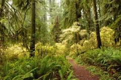 Hiking Among Giants || Jedediah Smith Redwoods State Park, CA