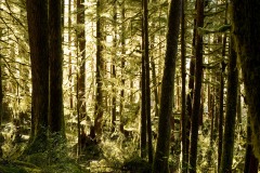 Hoh Rain Forest in Olympic National Park || Washington