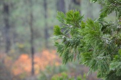 Incense Cedar Foliage at Eight Dollar Mountain Botanical Area || Rogue River-Siskiyou National Forest, Oregon