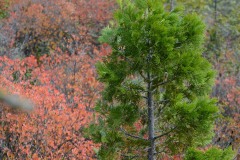 Incense Cedar in Fall at Eight Dollar Mountain Botanical Area || Rogue River-Siskiyou National Forest, Oregon
