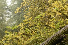 Jedediah Smith Redwoods State Park || California