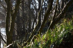 Little Beach || Ucluelet, BC, Canada