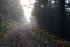 Morning Light in Rogue River-Siskiyou National Forest || Oregon