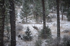 Mule Deer in Snow || Sheldon National Antelope Refuge, Nevada