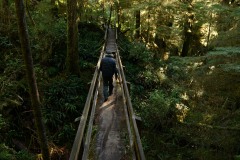Rainforest Trail || Ucluelet, BC, Canada
