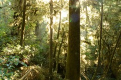 Rainforest Trail || Ucluelet, BC, Canada
