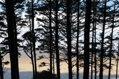 Sunrise through the Trees at Ecola State Park || Cannon Beach, OR