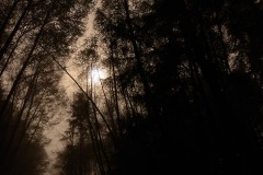 Tall Trees Access Road || Redwood National and State Parks, CA