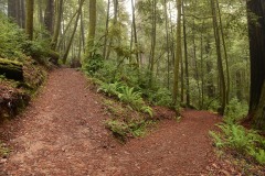 Tall Trees Grove || Redwood National and State Parks, CA