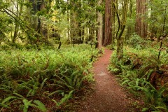 Tall Trees Grove || Redwood National and State Parks, CA