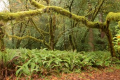 Tall Trees Grove || Redwood National and State Parks, CA