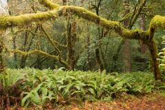 Tall Trees Grove || Redwood National and State Parks, CA
