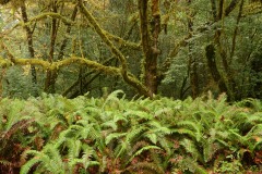 Tall Trees Grove || Redwood National and State Parks, CA