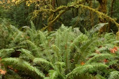 Tall Trees Grove || Redwood National and State Parks, CA