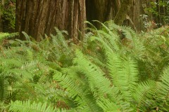 Tall Trees Grove || Redwood National and State Parks, CA