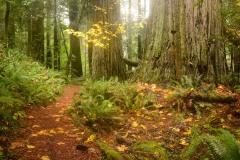 Tall Trees Grove || Redwood National and State Parks, CA