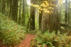 Tall Trees Grove || Redwood National and State Parks, CA