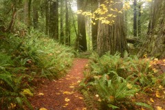 Tall Trees Grove || Redwood National and State Parks, CA