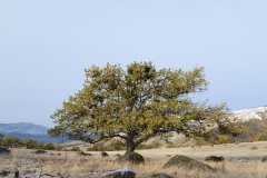 Tree in First Snow || Cascade-Siskiyou National Monument, Oregon