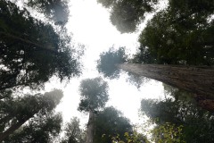Treetops of Smith River National Recreation Area || California