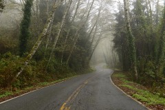 Tunnel of Trees along Newton B. Drury Scenic Pkwy || Prairie Creek Redwoods State Park, CA