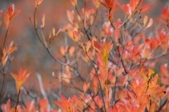 Western Azalea in Fall at Eight Dollar Mountain Botanical Area || Rogue River-Siskiyou National Forest, Oregon