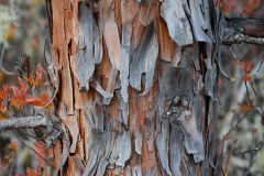 Western Juniper Bark at Eight Dollar Mountain Botanical Area || Rogue River-Siskiyou National Forest, Oregon