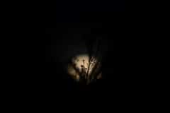 Willapa Moon || Washington