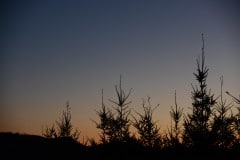 Willapa Sunset || Washington