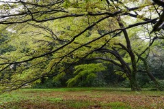 Gardens of Meiji Shrine || Shibuya, Tokyo