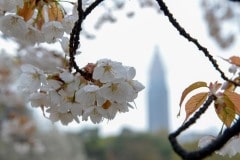 Sendagaya through Cherry Tree || Shibuya, Japan