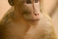 Macaque at Angkor || Siem Reap, Cambodia