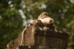 Macaques at Angkor || Siem Reap, Cambodia