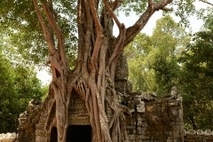 Ta Som at Angkor || Siem Reap, Cambodia