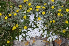 Flowers of the Alpine Tundra || West Elk Wilderness, CO