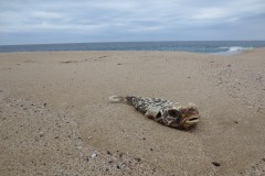 Todos Santos Beach || Baja California Sur