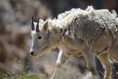 Mountain Goat || Montezuma, Colorado