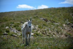 Mountain Goat || Montezuma, Colorado
